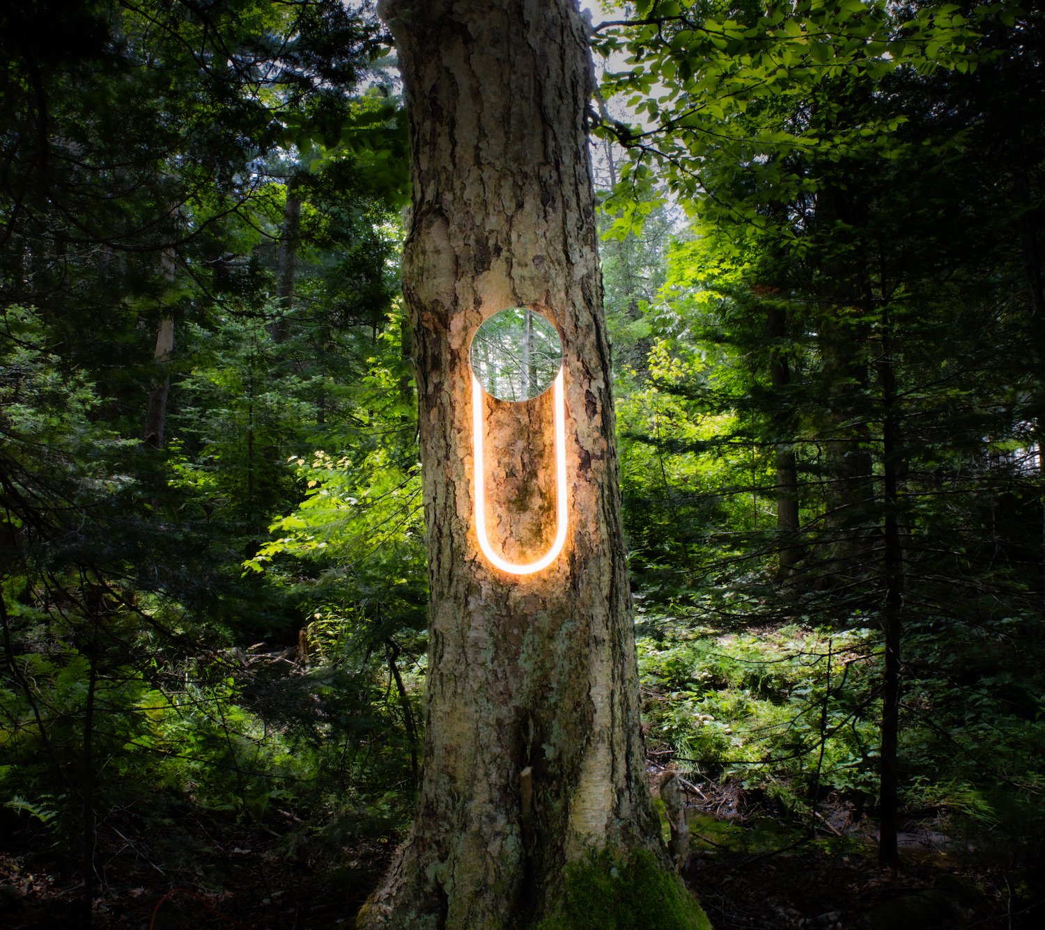 Ra Wall Light fixture in Canadian forest